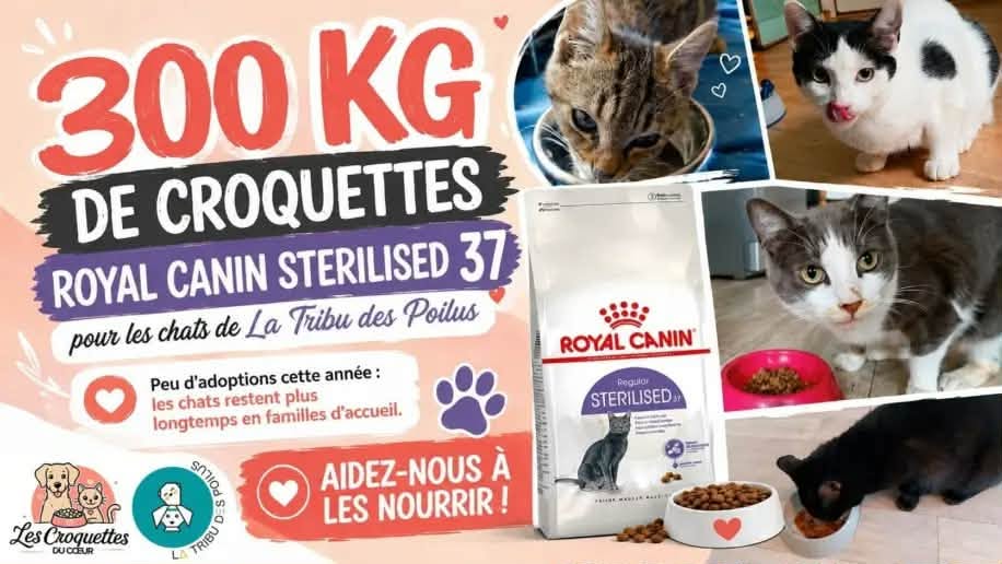 SOS Croquettes : 300 kg à collecter pour nos protégés !