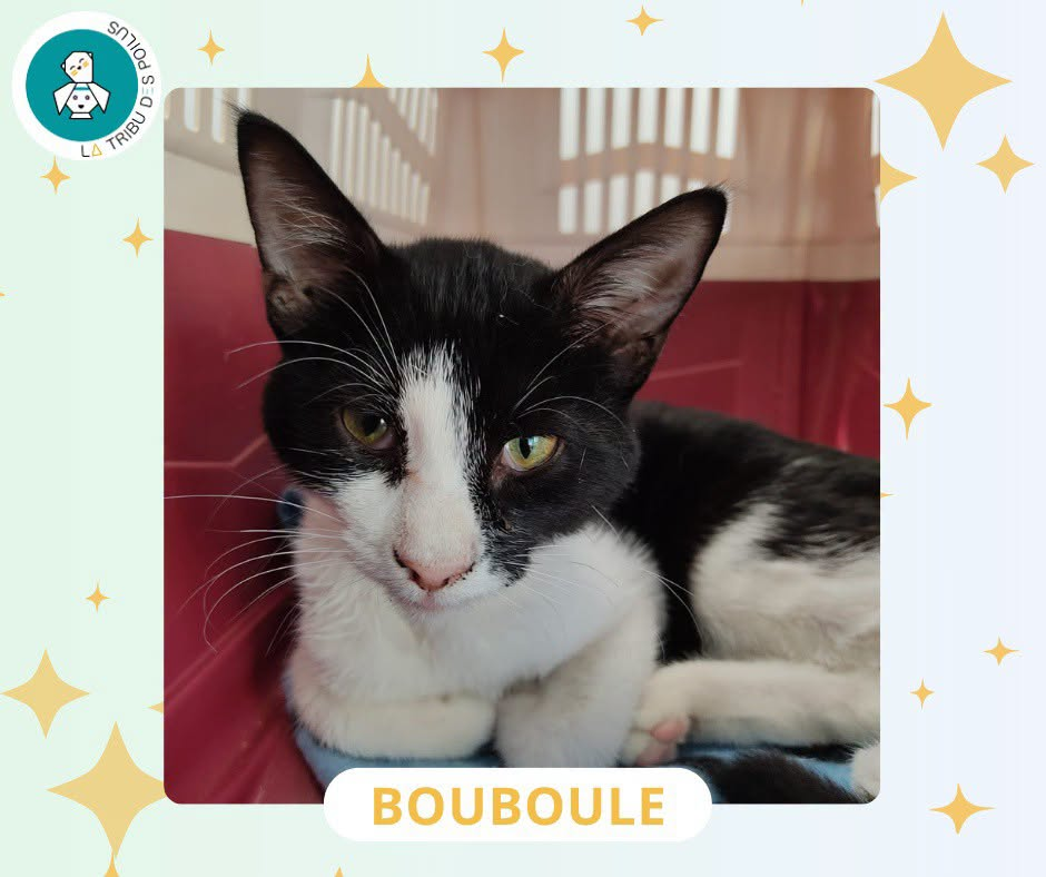 Bouboule a besoin de vous !